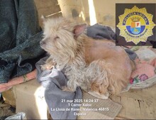 CHIWI, Hund, Mischlingshund in Spanien - Bild 5