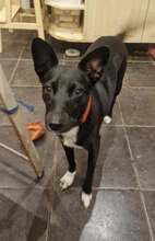 SKYLA, Hund, Mischlingshund in Rumänien - Bild 1