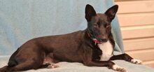 SKYLA, Hund, Mischlingshund in Rumänien - Bild 3