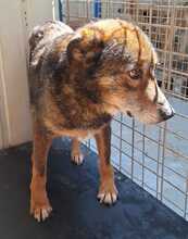 TANI, Hund, Mischlingshund in Rumänien - Bild 3