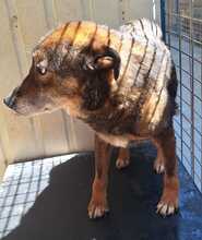 TANI, Hund, Mischlingshund in Rumänien - Bild 4