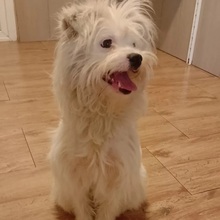 RÜDE2, Hund, Mischlingshund in Rumänien - Bild 1