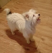 RÜDE2, Hund, Mischlingshund in Rumänien - Bild 2
