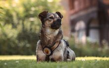 LEXA, Hund, Mischlingshund in Wolfenbüttel - Bild 1