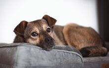 LEXA, Hund, Mischlingshund in Wolfenbüttel - Bild 2