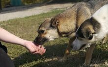 LEXA, Hund, Mischlingshund in Wolfenbüttel - Bild 3