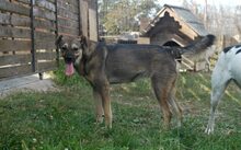 LEXA, Hund, Mischlingshund in Wolfenbüttel - Bild 4