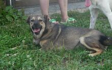 LEXA, Hund, Mischlingshund in Wolfenbüttel - Bild 5