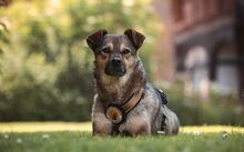 LEXA, Hund, Mischlingshund in Wolfenbüttel - Bild 6