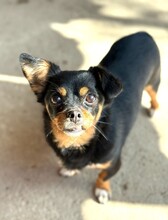 ROSINCHEN, Hund, Mischlingshund in Rumänien - Bild 1
