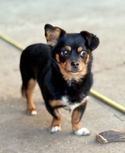 ROSINCHEN, Hund, Mischlingshund in Rumänien - Bild 2