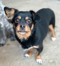 ROSINCHEN, Hund, Mischlingshund in Rumänien - Bild 4