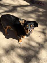 ROSINCHEN, Hund, Mischlingshund in Rumänien - Bild 6