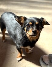 ROSINCHEN, Hund, Mischlingshund in Rumänien - Bild 7