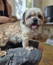 PEPPER, Hund, Mischlingshund in Rumänien - Bild 1