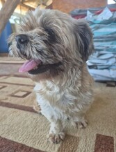 PEPPER, Hund, Mischlingshund in Rumänien - Bild 2