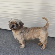 PEPPER, Hund, Mischlingshund in Rumänien - Bild 3