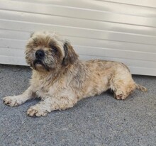 PEPPER, Hund, Mischlingshund in Rumänien - Bild 4
