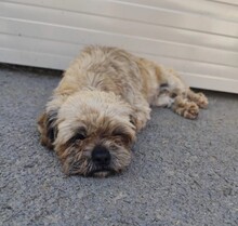 PEPPER, Hund, Mischlingshund in Rumänien - Bild 5