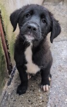 SKY, Hund, Mischlingshund in Rumänien - Bild 1