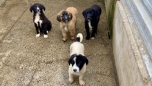 SKY, Hund, Mischlingshund in Rumänien - Bild 3