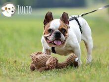 JULIO, Hund, Französische Bulldogge in Untergruppenbach - Bild 1