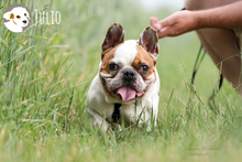 JULIO, Hund, Französische Bulldogge in Untergruppenbach - Bild 2