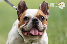 JULIO, Hund, Französische Bulldogge in Untergruppenbach - Bild 3