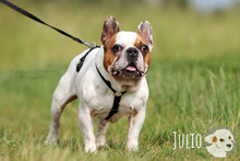 JULIO, Hund, Französische Bulldogge in Untergruppenbach - Bild 4