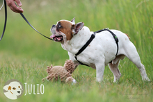 JULIO, Hund, Französische Bulldogge in Untergruppenbach - Bild 6