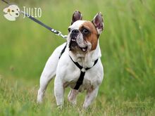 JULIO, Hund, Französische Bulldogge in Untergruppenbach - Bild 7
