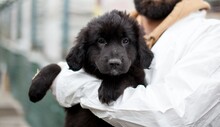 SOPHIE, Hund, Mischlingshund in Rumänien - Bild 1
