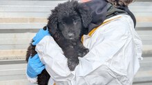 SOPHIE, Hund, Mischlingshund in Rumänien - Bild 2