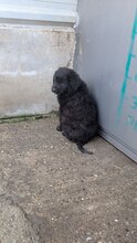 SOPHIE, Hund, Mischlingshund in Rumänien - Bild 3
