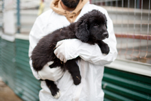 SOPHIE, Hund, Mischlingshund in Rumänien - Bild 4