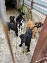 SOPHIE, Hund, Mischlingshund in Rumänien - Bild 5