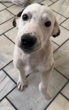 SCOTTY, Hund, Mischlingshund in Griechenland - Bild 1