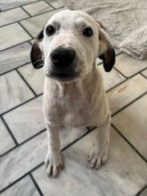 SCOTTY, Hund, Mischlingshund in Griechenland - Bild 2