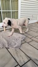 SCOTTY, Hund, Mischlingshund in Griechenland - Bild 3