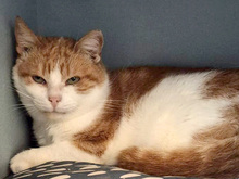 RAGU, Katze, Europäisch Kurzhaar in Gauting - Bild 1