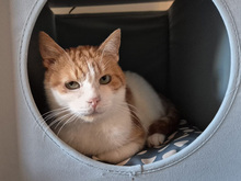 RAGU, Katze, Europäisch Kurzhaar in Gauting - Bild 2