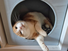 RAGU, Katze, Europäisch Kurzhaar in Gauting - Bild 3