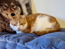 RAGU, Katze, Europäisch Kurzhaar in Gauting - Bild 4
