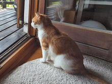 RAGU, Katze, Europäisch Kurzhaar in Gauting - Bild 5