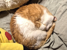 RAGU, Katze, Europäisch Kurzhaar in Gauting - Bild 6