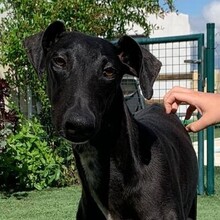 ENKO, Hund, Galgo Español-Mix in Spanien