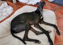 ENKO, Hund, Galgo Español-Mix in Spanien - Bild 2