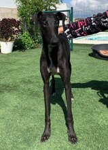 ENKO, Hund, Galgo Español-Mix in Spanien - Bild 3