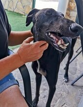 ENKO, Hund, Galgo Español-Mix in Spanien - Bild 4