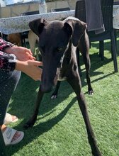 ENKO, Hund, Galgo Español-Mix in Spanien - Bild 5